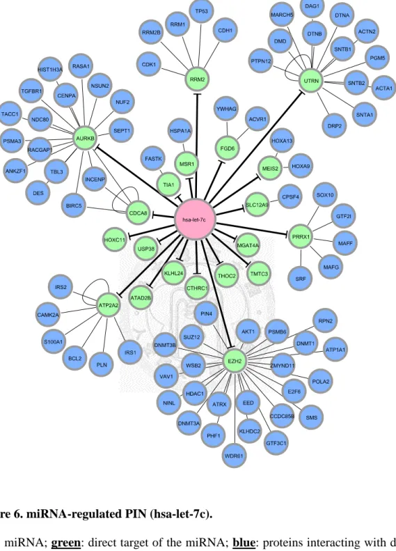 Figure 6. miRNA-regulated PIN (hsa-let-7c). 