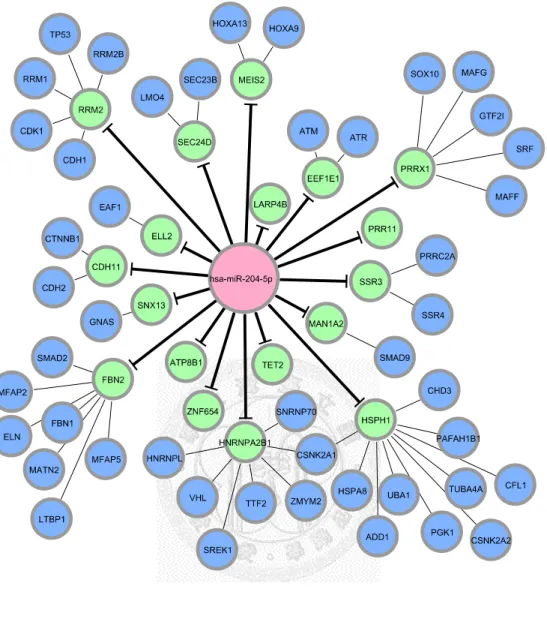 Figure 11. miRNA-regulated PIN. (hsa-204-5p) 