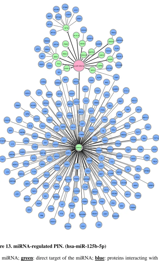 Figure 13. miRNA-regulated PIN. (hsa-miR-125b-5p) 