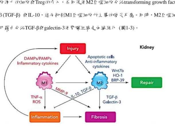 Figure 1-3. The mechanism of different types of macrophage in chronic kidney disease. 
