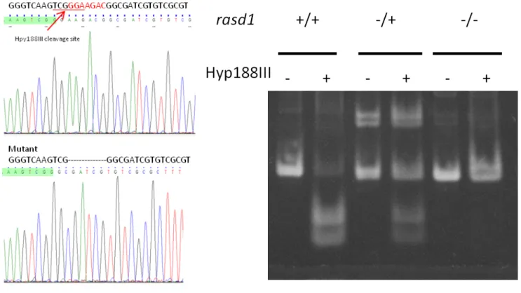 Figure 3. CRISPR-Cas9-mediated rasd1 knockout line generation. (A) Sequencing result  indicates  a 7 base-pair deletion in exon1