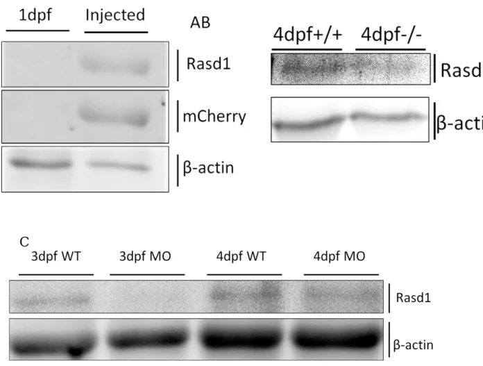 Figure 5. Rasd1 antibodies can detect overexpressed Rasd1. (A) Western blot result from  Rasd1-mCherry RNA-injected embryo lysates indicates that anti-mCherry labeled band can be  detected by anti-Rasd1 produced in our laboratory