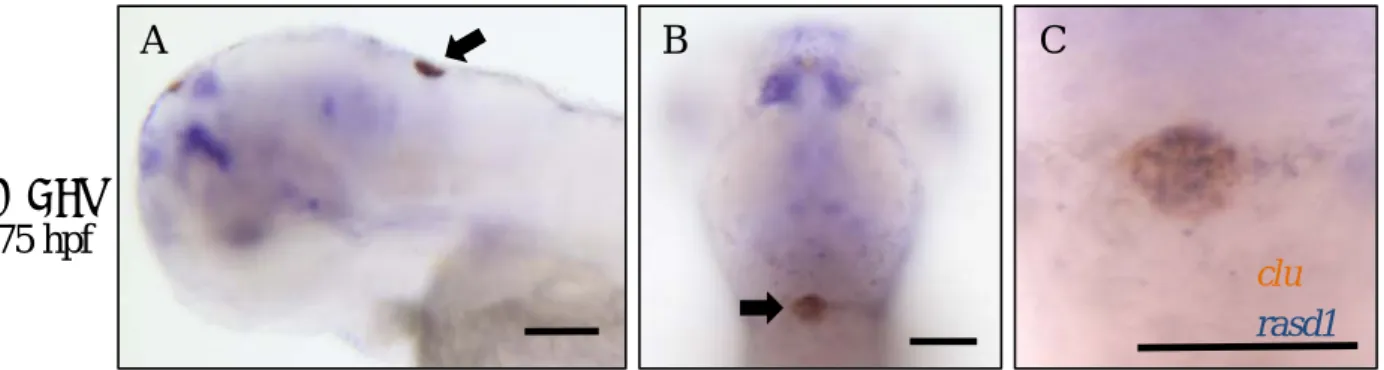 Figure 7. Dexamethasone (DEX) treatment induced ectopic rasd1 expression in the 