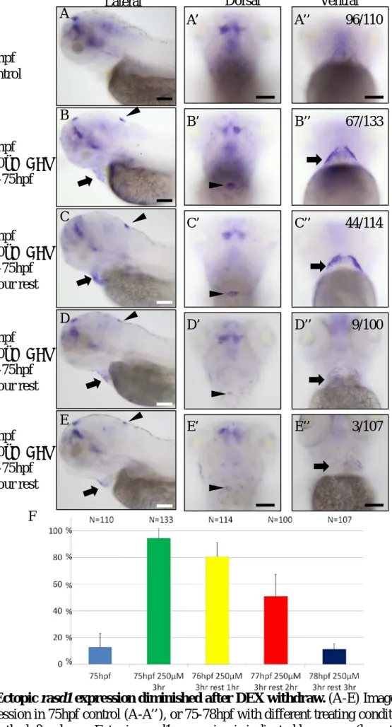 Figure 9. Ectopic rasd1 expression diminished after DEX withdraw. (A-E) Images showing  rasd1 expression in 75hpf control (A-A’’), or 75-78hpf with different treating conditions 