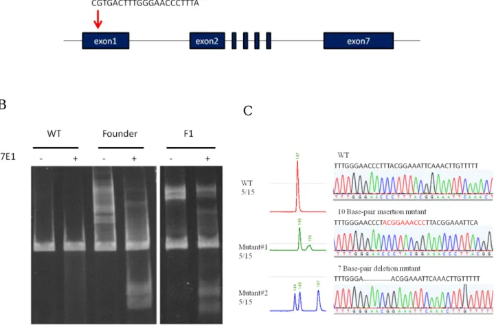 Figure 10. CRISPR-Cas9-mediated rab6bb knockout line generation. (A) The diagram of  rab6bb locus in zebrafish genome