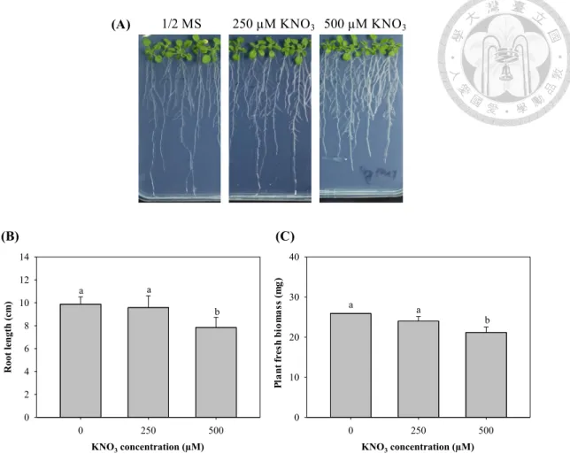 Figure  2.  KNO 3 ,  which  used  as  a  control  for  the  effect  of  nitrate  had  no  effect  on  Arabidopsis growth