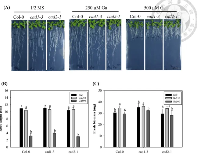 Figure  5.  Characterization  of  GSH/PCs-Deficient  lines  (cad1-3,  cad2-1)  in  Ga  detoxification