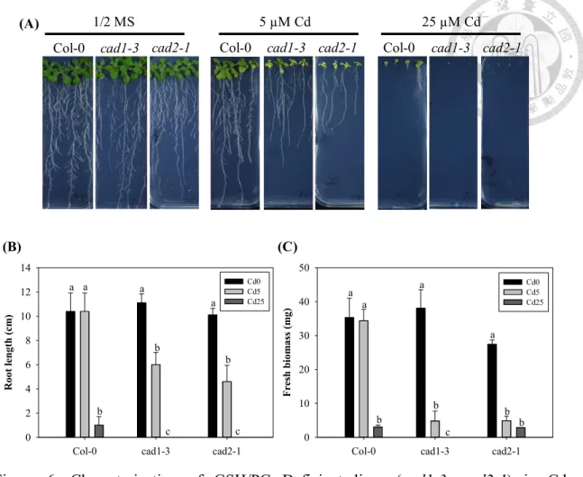 Figure  6.  Characterization  of  GSH/PCs-Deficient  lines  (cad1-3,  cad2-1)  in  Cd  detoxification