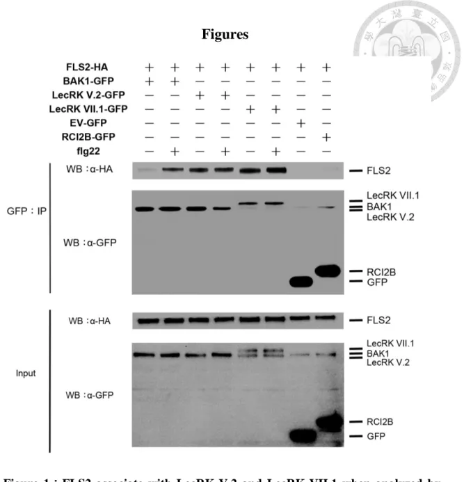 Figure  1：FLS2  associate  with  LecRK-V.2  and  LecRK-VII.1  when  analyzed  by 