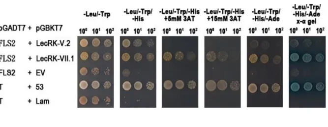 Figure 2：In vitro FLS2 direct interaction with LecRK-VII.1 kinase domains but 
