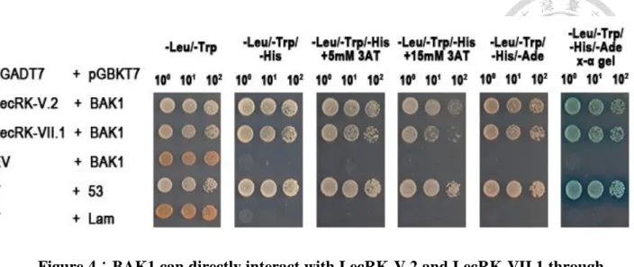 Figure 4：BAK1 can directly interact with LecRK-V.2 and LecRK-VII.1 through 