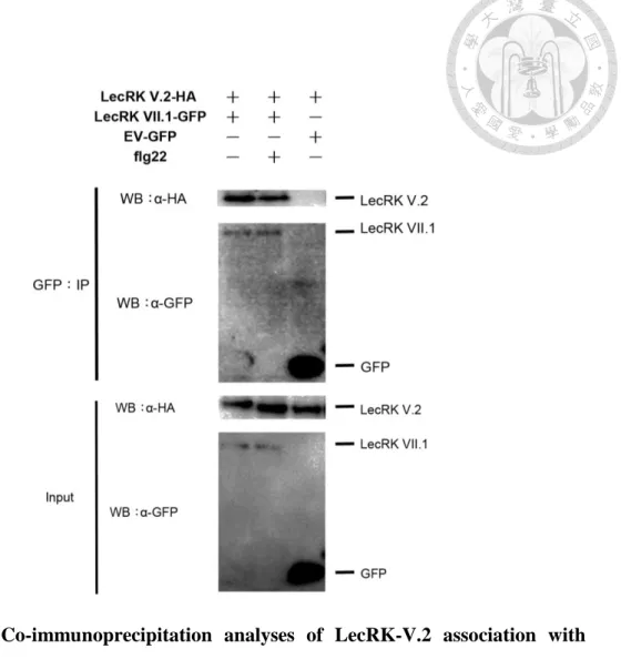 Figure  5：   Co-immunoprecipitation  analyses  of  LecRK-V.2  association  with 