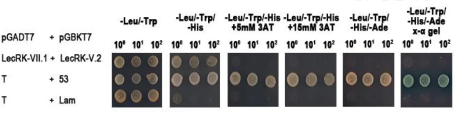 Figure  6：  LecRK-V.2  cannot  directly  interact  with  LecRK-VII.1  through  their 