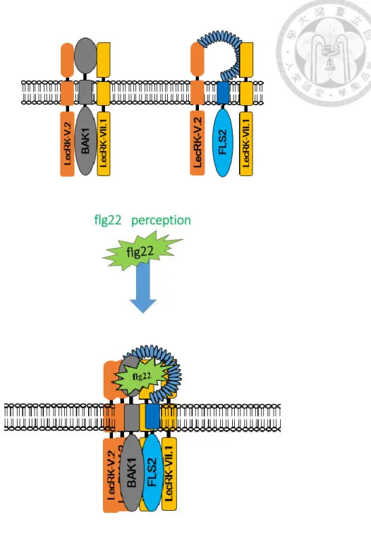 Figure 9：Proposed model 