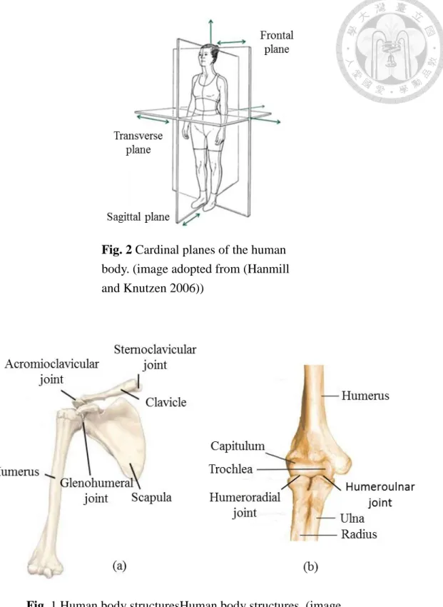Fig. 2 Cardinal planes of the human  body. (image adopted from (Hanmill  and Knutzen 2006)) 