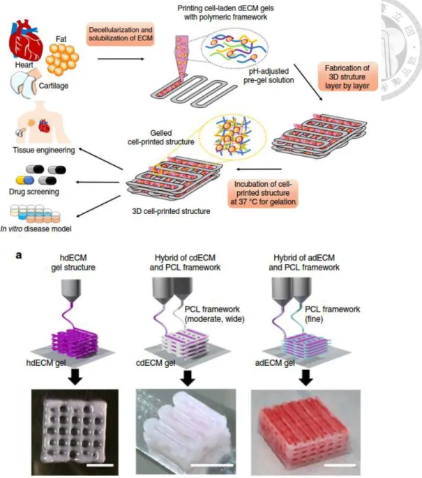 Fig. 1-4：利用聚合物材料構成的支架以及含有細胞的生物材料列印出三維組織 結構[19]。  光顯影技術(Photolithography)亦是三維體外組織之建構方法中的大宗，顧名 思義是利用曝光系統使生物材料產生特定形狀、或是使細胞產生特定形態的分布 之方法。此方法的應用相當廣泛，有許多研究團隊搭配使用微機電系統(MEMS) 製程中常使用到的光罩(Photomask)來定義細胞培養支架的形狀，利用事先設計 好的光罩圖案來排列細胞[5,20]；例如 A