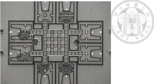 Fig. 2-13：實驗室晶片的概念在電控微流體平臺上實現[58]。  Fig. 2-14：搭配磁珠以及傳統醫檢的檢測方式，在電控微流體平臺上實現快速 且可程式化之免疫檢測[67]。  除了利用介電濕潤機制來操控液體之外，介電泳亦是一重要的液體驅動力， T