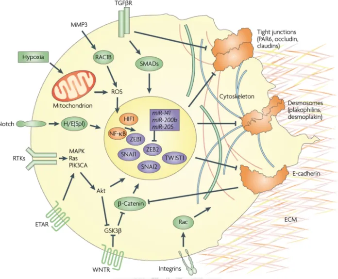 圖 1- 1-ECM kinas miRN react facto -3.  上皮-間 M: extracelluse-3β，H/E( NA: microRtive oxygenor-β，WNT 間葉轉化訊息ular matrix(Spl): hairy RNA，MMPn species，RTR: Wnt rec 息傳遞路徑，ETAR: enand enhancP: matrix meRTK: recepeptor。  13  徑綜述圖(Pondothelin A cer of split，etallopr