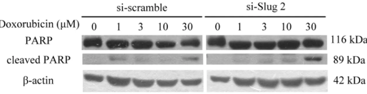 圖 3- 3-將 M 著以 分析 -5.  抑制 Sl MCF-7/ADR以不同濃度 d 析。  lug 促進 cleR 分別轉染doxorubicin eaved PAR對照組siRn (0、1、3 44  RP 蛋白產生RNA (si-scra、10 及 30 生。  amble)與 S   μM)作用 4 lug siRNA  48 小時，透 (si-Slug 2)透過西方墨 )，接墨點法