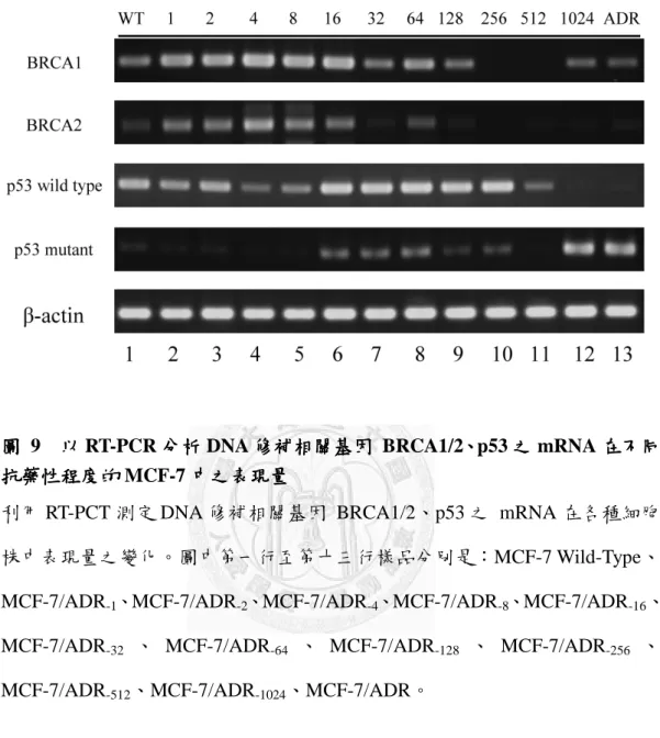 圖 圖  9    以 以 以 以 RT-PCR 分析 分析 分析 分析 DNA 修補相關基因 修補相關基因 修補相關基因 修補相關基因  BRCA1/2、 、 、 、p53 之 之 之 之 mRNA 在不同 在不同 在不同 在不同 抗藥性程度的