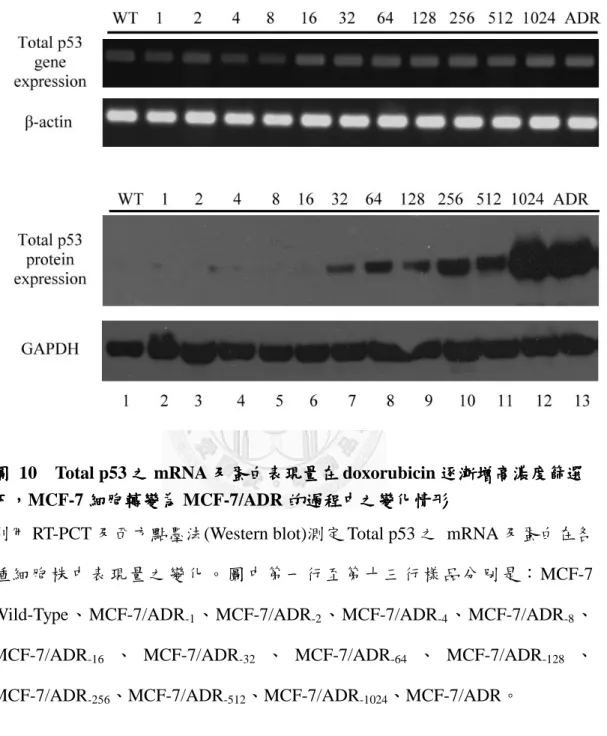 圖 圖  10    Total p53 之 之 之 之 mRNA 及蛋 及蛋 及蛋 及蛋白表現量在 白表現量在 白表現量在 doxorubicin 逐漸增高濃度篩選 白表現量在 逐漸增高濃度篩選 逐漸增高濃度篩選 逐漸增高濃度篩選 下
