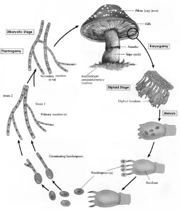 Figure 1.    Life cycle of basidiomycetes.   