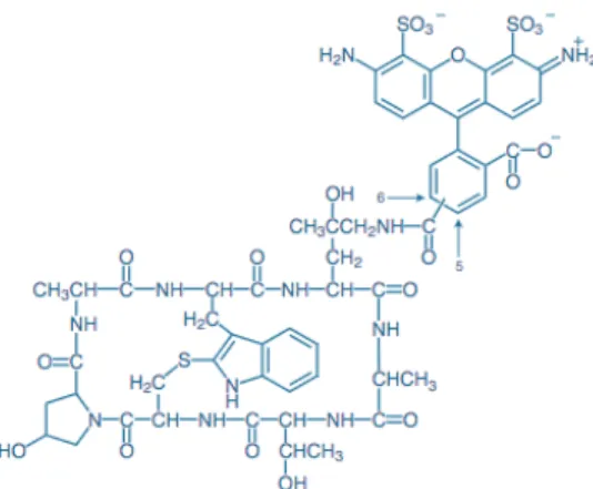 Figure	11	3-5	Alexa	Fluor®	488	Phalloidin	 分⼦⽰意圖	