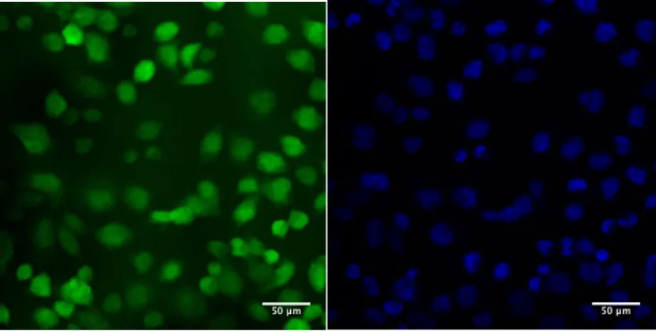 Figure	21	5-2	CL1-0 的螢光影像	 左圖是 cell	tracker	 右圖是 Hoechst	