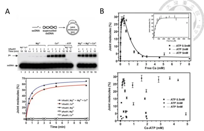 Figure 1-3 Calcium ions affect the hRad51 and hDmc1 joint molecule formation. 