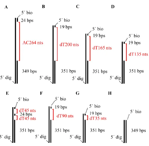 Figure 2-1 The DNA substrates were used in this study. 