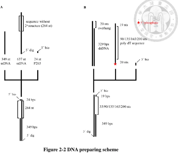 Figure 2-2 DNA preparing scheme 
