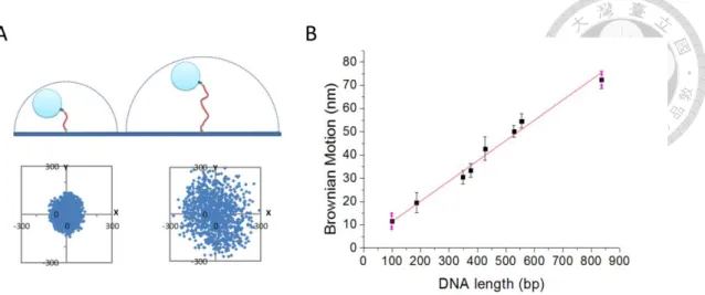 Figure 2-3 The Brownian motion value of DNA tethered beads varies linearly with  DNA tether lengths