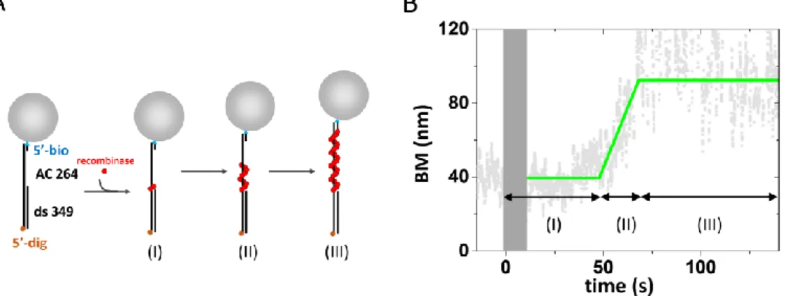 Figure 2-4 recombinase assembly assay using TPM experiments 