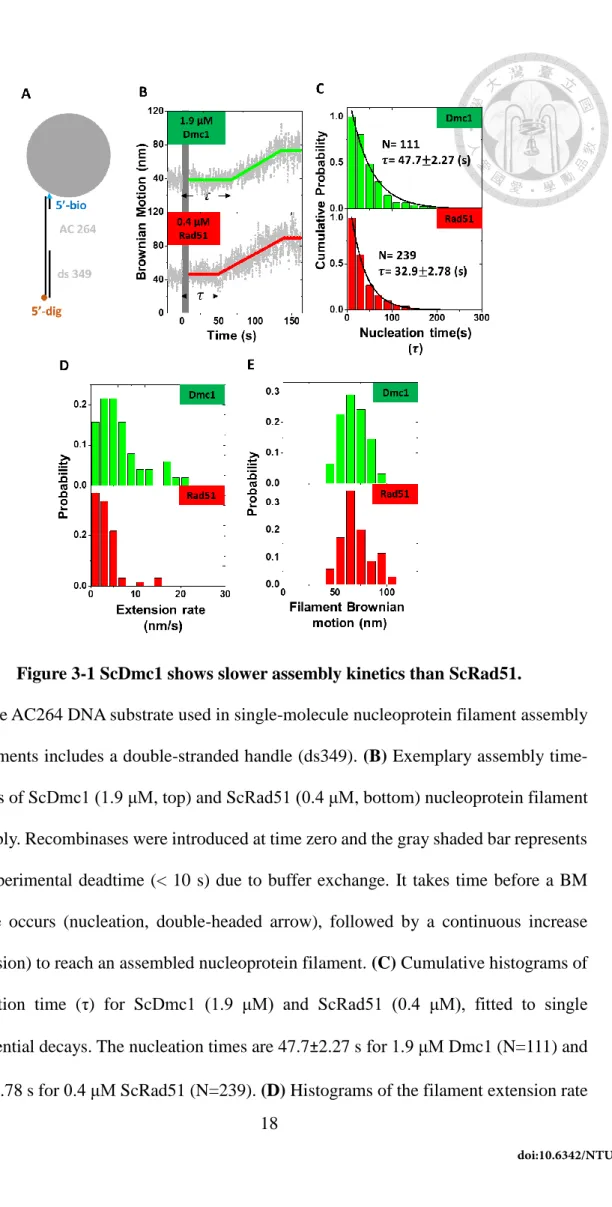 Figure 3-1 ScDmc1 shows slower assembly kinetics than ScRad51. 