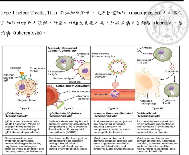 圖 1- 1.  過度免疫反應的四種類型  (Kuby, 2007)  Figure 1-1. The four types of hypersensitivity. 