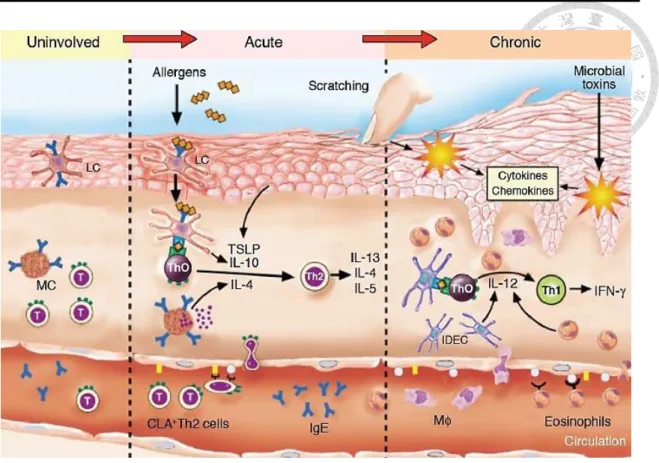 圖 1- 3.  異位性皮膚炎免疫調節途徑  (Leung et al., 2004)  Figure 1-3. Immunologic pathways in atopic dermatitis