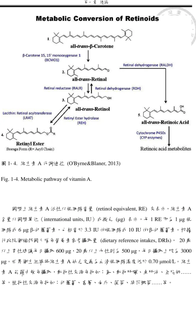 圖 1- 4.  維生素 A 代謝途徑  (O'Byrne&amp;Blaner, 2013)  Fig. 1-4. Metabolic pathway of vitamin A