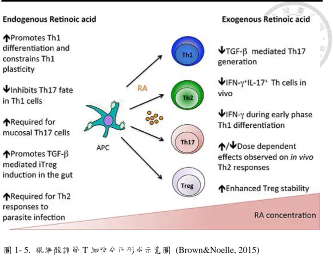 圖 1- 5.  視網酸調節 T 細胞分化形成示意圖  (Brown&amp;Noelle, 2015)  Fig. 1-5. Retinoic acid regulation of T cell differentiation