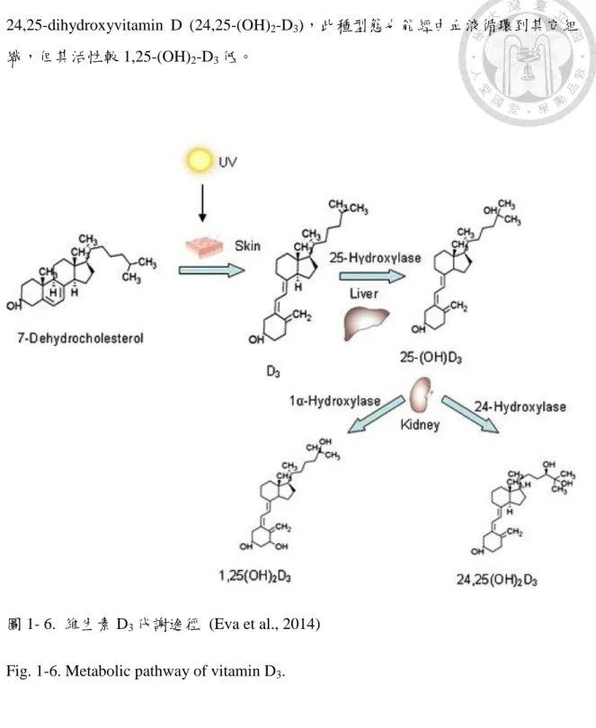 圖 1- 6.  維生素 D 3 代謝途徑  (Eva et al., 2014)  Fig. 1-6. Metabolic pathway of vitamin D 3 