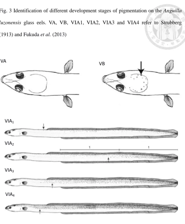 Fig. 3 Identification of different development stages of pigmentation on the Anguilla  luzonensis  glass eels