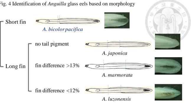 Fig. 4 Identification of Anguilla glass eels based on morphology  A. bicolor pacifica no tail pigment A