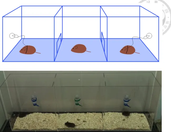 Figure 2. The partner preference test apparatus is 135 × 25 × 50 cm 3  (LxWxH) in  dimension, and consists of three chambers (45 × 25 × 50 cm 3 , LxWxH)