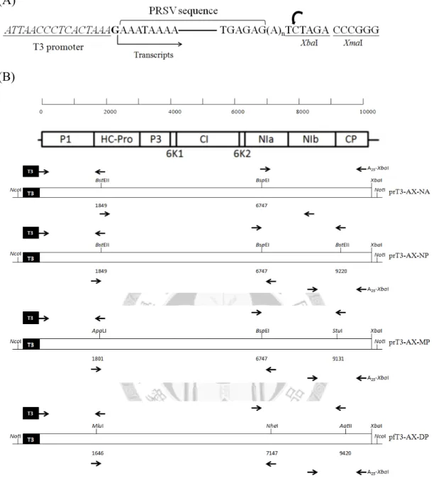 Fig. 1. The cloning strategy of different strains of Papaya ringspot virus (PRSV)  including PRSV-SMN, PRSV-SM and PRSV-DF
