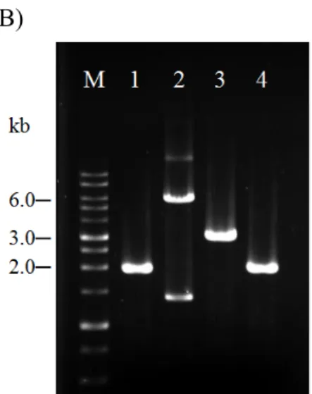 Fig. 2. The RT-PCR assay for amplification of genomic fragments of different  strains of Papaya ringspot virus (PRSV)