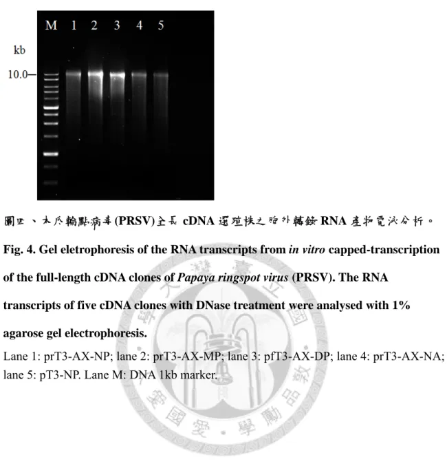 Fig. 4. Gel eletrophoresis of the RNA transcripts from in vitro capped-transcription  of the full-length cDNA clones of Papaya ringspot virus (PRSV)