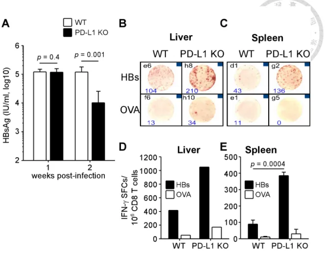 Figure 6. HBV-specific immunity in early stage of infection was more potent in the  absence of PD-1:PD-L1 