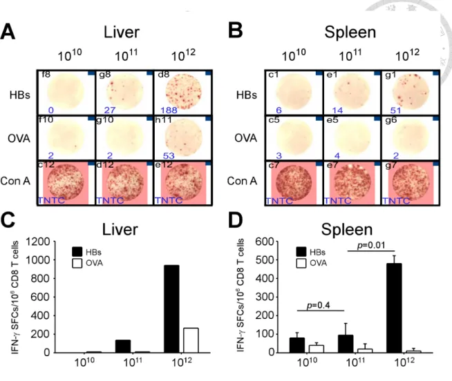 Figure 8. Higher viral loads elicited more intense functions of HBV-specific CD8 T  cells in the early phase of infection in PD-L1 KO mice 