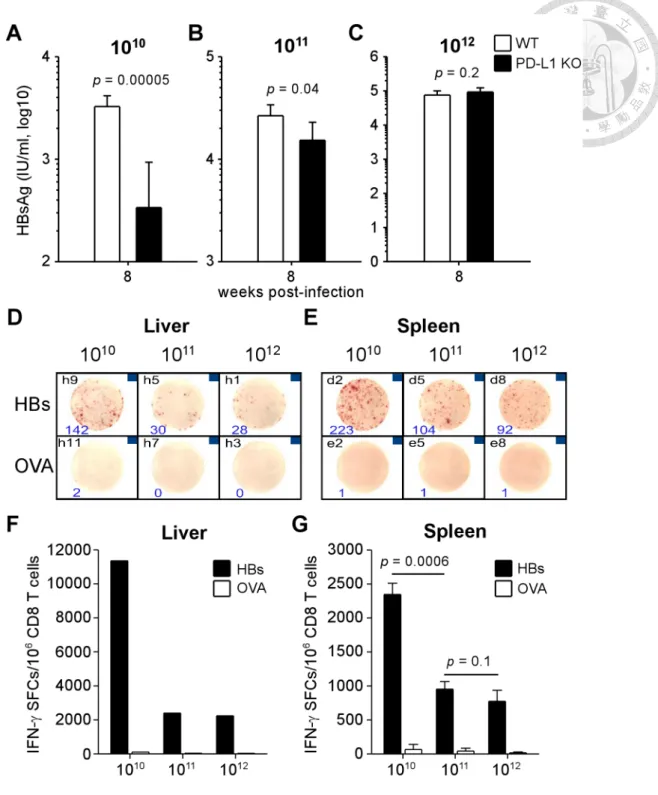 Figure 9. Accelerated functional loss of HBV-specific CD8 T cells in PD-L1 KO  mice infected with high viral load of AAV/HBV 