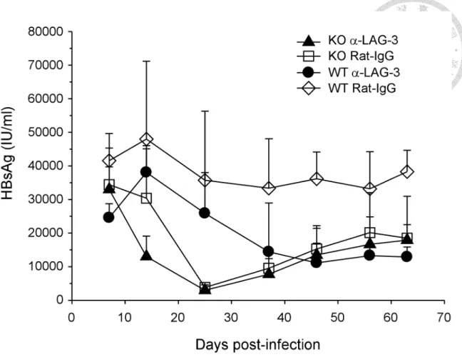 Figure 10. Blockade of LAG-3 accelerated the reduction of serum HBsAg in PD-L1  KO mice 