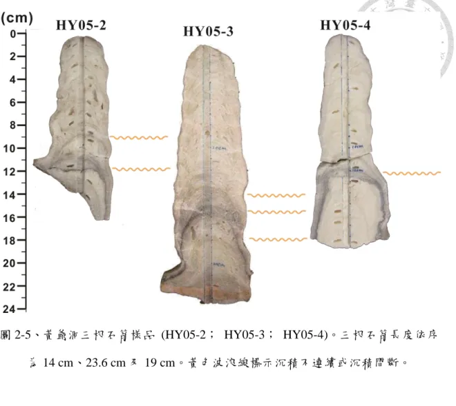 圖 2-5、黃爺洞三根石筍樣品  (HY05-2；  HY05-3；  HY05-4)。三根石筍長度依序 為 14 cm、23.6 cm 及 19 cm。黃色波浪線標示沉積不連續或沉積間斷。  2.3  鈾釷質譜定年          鈾系定年法為放射性定年法的一種，是利用放射性元素的含量和衰變產物的 含量比例，進一步得到樣品的絕對年齡。鈾釷定年是現在建立石筍年代最主要的 定年技術，其定年的範圍跨度也很長，測量範圍能夠從現代到 60 萬年。  2.3.1  鈾系質譜定年原理          在前述洞穴碳酸